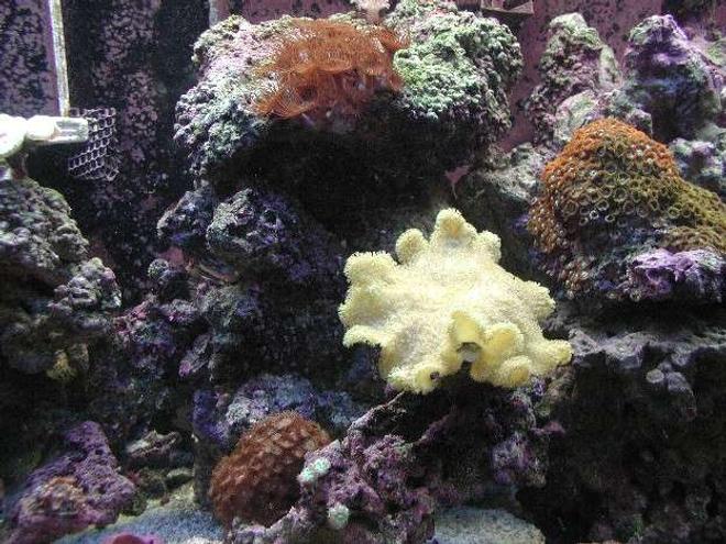corals inverts - sarcophyton elegans - yellow fiji leather coral stocking in 180 gallons tank - Another middle shot of tank.