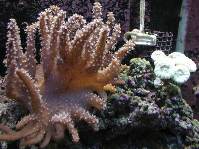 corals inverts - lobophytum sp. - devil's hand leather coral stocking in 180 gallons tank - Devil's hand with some neon green candy cane corals