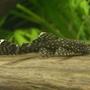 freshwater fish - peckoltia sp. - snowball pleco (l-102) stocking in 44 gallons tank - BN Plec