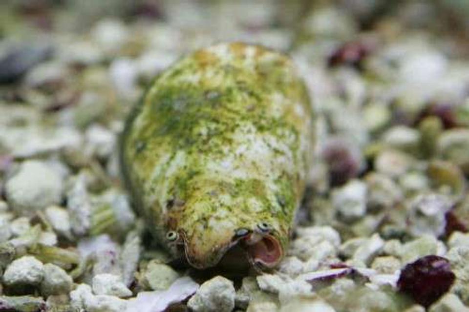 corals inverts - strombus sp. - pacific conch stocking in 55 gallons tank - My conch.
