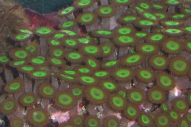 corals inverts - zoanthus sp. - hulk zoanthids stocking in 55 gallons tank - My mean green zoos.