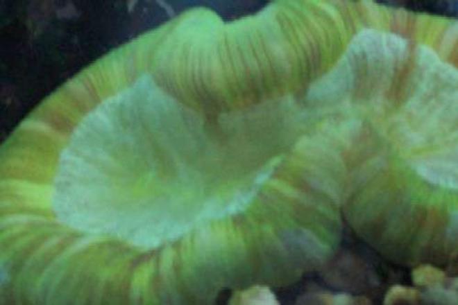 corals inverts - trachyphyllia geoffroyi - brain coral, trachyphyllia stocking in 55 gallons tank - My big green brain.