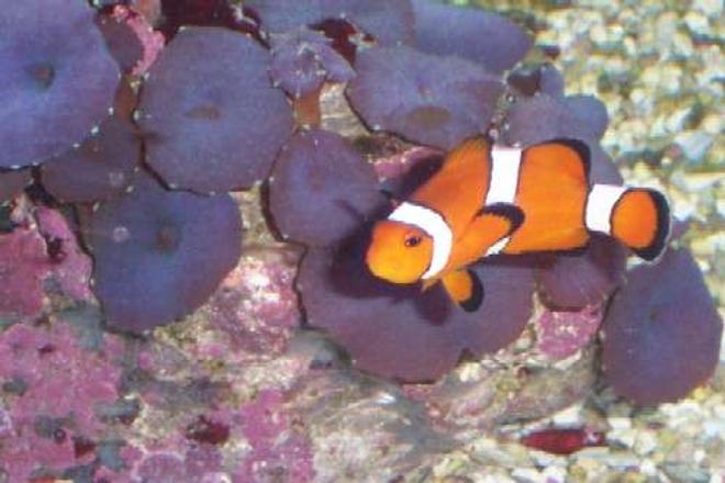 saltwater fish - amphiprion ocellaris - ocellaris clownfish stocking in 55 gallons tank - My female clown.