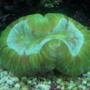corals inverts - trachyphyllia geoffroyi - brain coral, trachyphyllia stocking in 55 gallons tank - My green brain.