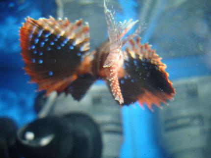 saltwater fish - parapterois heterura - blackfoot lionfish stocking in 20 gallons tank - A litlle peek at the blue fins on my blackfoot lionfish