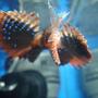 saltwater fish - parapterois heterura - blackfoot lionfish stocking in 20 gallons tank - A litlle peek at the blue fins on my blackfoot lionfish