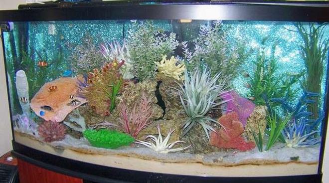 72 gallons saltwater fish tank (mostly fish, little/no live coral) - 72 Bow Front FOWLER