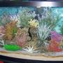 72 gallons saltwater fish tank (mostly fish, little/no live coral) - 72 Bow Front FOWLER