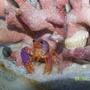 corals inverts - enoplometopus sp. - purple lobster stocking in 72 gallons tank - Purple Lobster