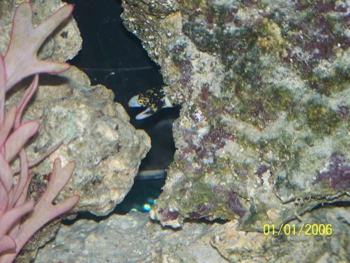 saltwater fish - echidna nebulosa - snowflake eel stocking in 72 gallons tank - Snow Flake Eel Peaking