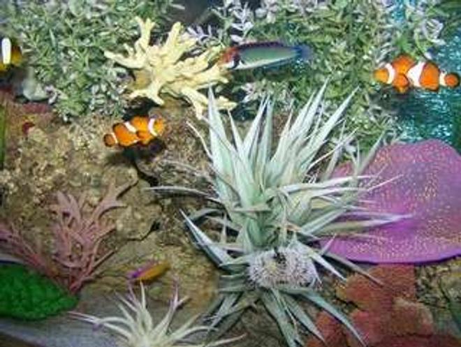 saltwater fish - amphiprion ocellaris - ocellaris clownfish stocking in 72 gallons tank - solar wrasse, misbar clowns,dotty back,  pin cushion urchan