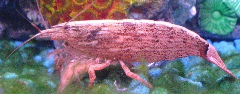 corals inverts - sicyonia brevirostris - rock shrimp stocking in 47 gallons tank - Rock Shimp, eatting on a day out :P sorry about this picture as he moves kinda fast.
He has 6 legs and 4 arms!