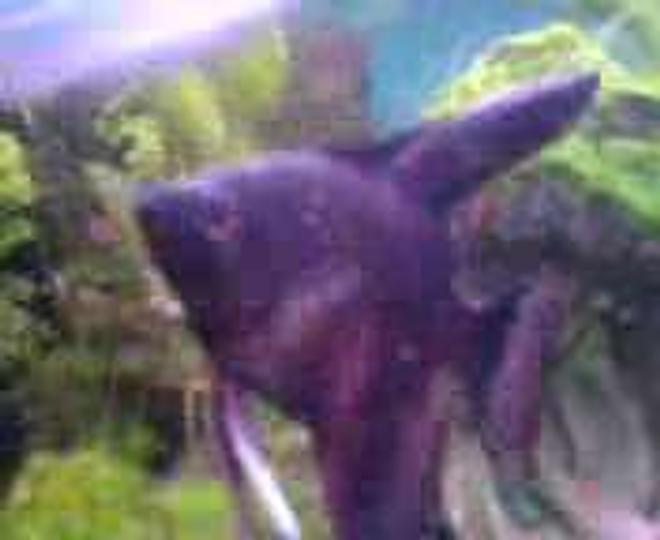freshwater fish - pterophyllum sp. - koi angel stocking in 47 gallons tank - Angel fish, i like to call him shadow hence he is black!
