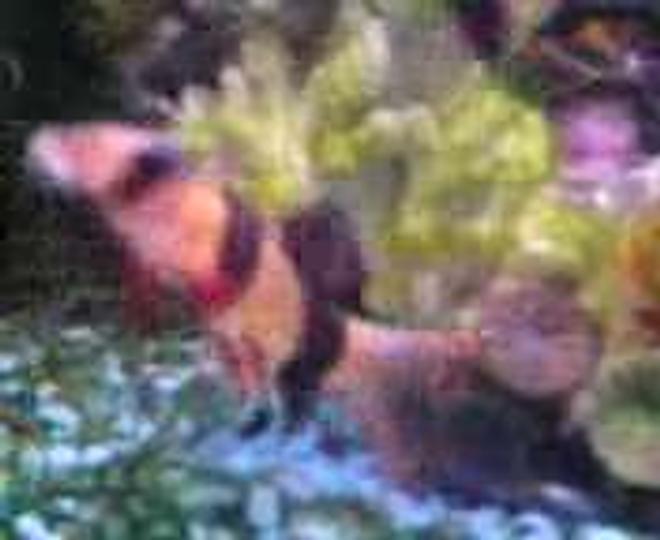 freshwater fish - botia macracantha - clown loach stocking in 47 gallons tank - Locust Clown Fish, i belive there called i have two of them.