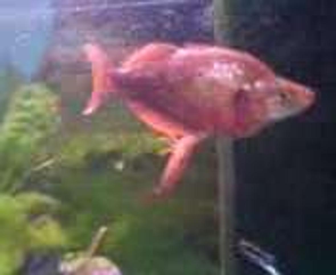 freshwater fish - glossolepis incisis - red irian rainbow stocking in 47 gallons tank - I have no clue what kind of fish this is but hes name is gary...lol, a man told me there alot of money to buy.. i paid i think £3-5 for him