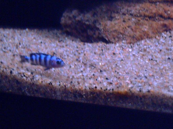 freshwater fish - pseudotropheus demasoni - demasoni cichlid stocking in 52 gallons tank - Ps. Demasoni fry