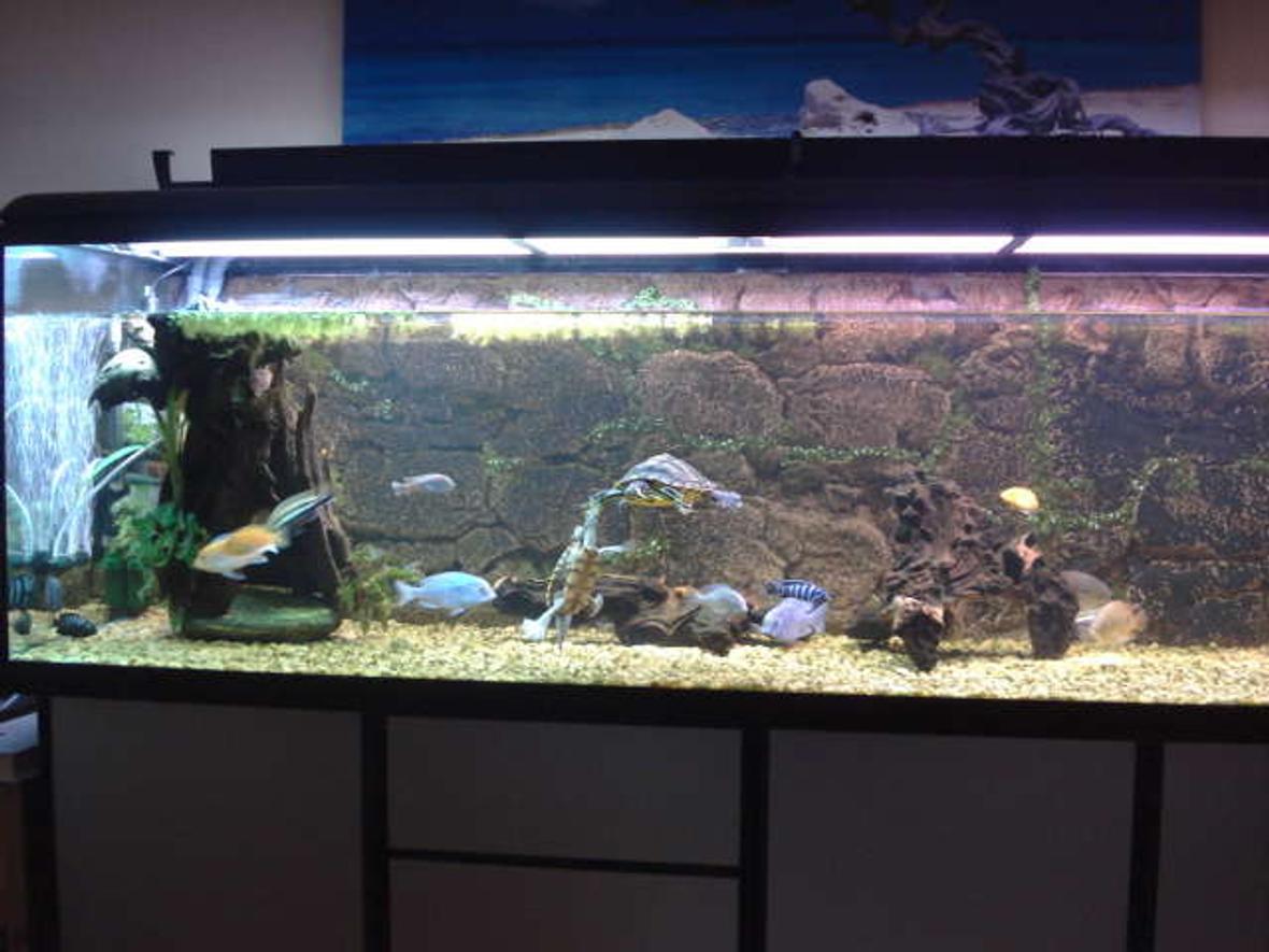 190 gallons freshwater fish tank (mostly fish and non-living decorations) - turtles and cichlids
