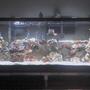55 gallons saltwater fish tank (mostly fish, little/no live coral) - 55 gallon tank with 10,000K and Actinic lighting, dual filters, 3 powerdheads, 100 lbs of live rock. Current Fish/Inverts- 1 bulb anemone, Regal Tang, Cinamon Clown, Yellow Stripe Maroon, Royal Gramma and Green Mandarin.
