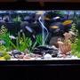 150 gallons freshwater fish tank (mostly fish and non-living decorations) - 55 gallon tank with 33 cichlids