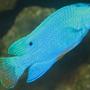 saltwater fish - chrysyptera taupou - fiji blue devil damselfish stocking in 75 gallons tank - blue devil damsel