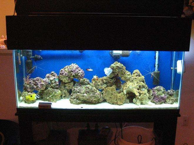 55 gallons saltwater fish tank (mostly fish, little/no live coral) - tank