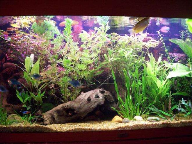 47 gallons planted tank (mostly live plants and fish) - Front view... A male Gold Gourami is visible to the top.