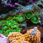 corals inverts - zoanthus sp. - colony polyp, orange spot stocking in 100 gallons tank - zoa garden