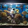 30 gallons reef tank (mostly live coral and fish) - Front Shot