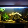 26 gallons freshwater fish tank (mostly fish and non-living decorations)