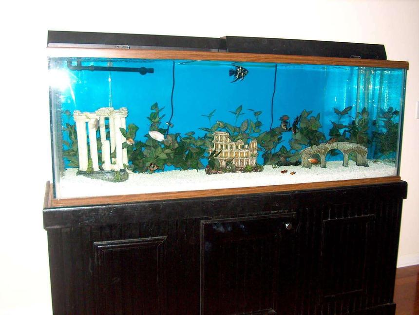 Rated #443: 150 Gallons Freshwater Fish Tank - Taken after moving to new house.