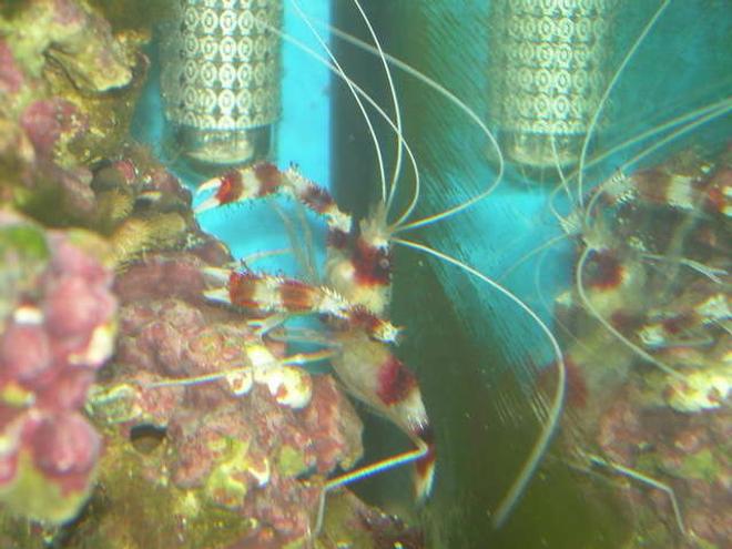 corals inverts - stenopus hispidus - banded coral shrimp stocking in 75 gallons tank - My Coral Banded Shrimp