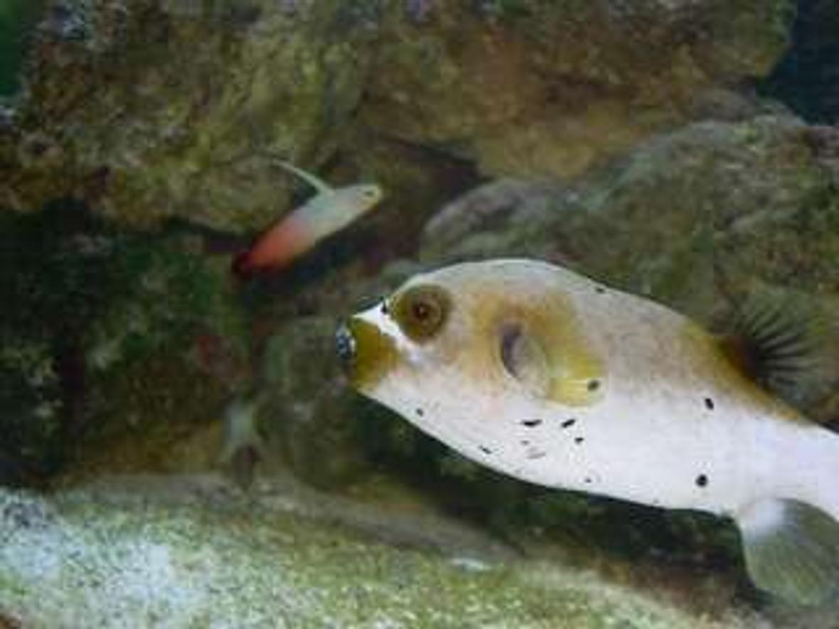 saltwater fish - arothron nigropunctatus - arothron dog face puffer stocking in 75 gallons tank - My Dogface Puffer and Firefish. Both unfortunately died. Puffer because of ick and the firefish was a jumper.