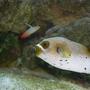 saltwater fish - arothron nigropunctatus - arothron dog face puffer stocking in 75 gallons tank - My Dogface Puffer and Firefish. Both unfortunately died. Puffer because of ick and the firefish was a jumper.