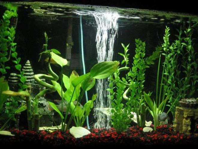 29 gallons freshwater fish tank (mostly fish and non-living decorations) - Aztec Tank