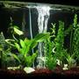 29 gallons freshwater fish tank (mostly fish and non-living decorations) - Aztec Tank