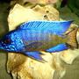 freshwater fish - aulonocara stuartgranti - ngara flametail stocking in 20 gallons tank - Ngara Flametail