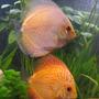 freshwater fish - symphysodon spp. - pigeon blood discus stocking in 190 gallons tank - discus3