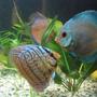 freshwater fish - symphysodon sp. - ocean green discus stocking in 190 gallons tank - discus 5