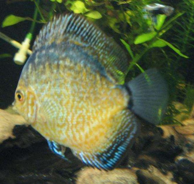 freshwater fish - symphysodon spp. - pigeon blood discus stocking in 190 gallons tank - discus 8