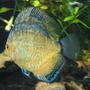 freshwater fish - symphysodon spp. - pigeon blood discus stocking in 190 gallons tank - discus 8