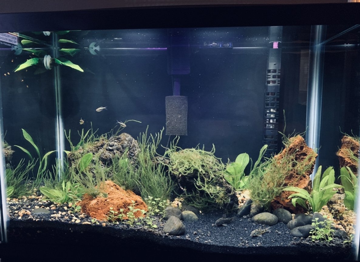 Photo 1 20 Gallon Community Tank Panda Cory Cat, Pepper...