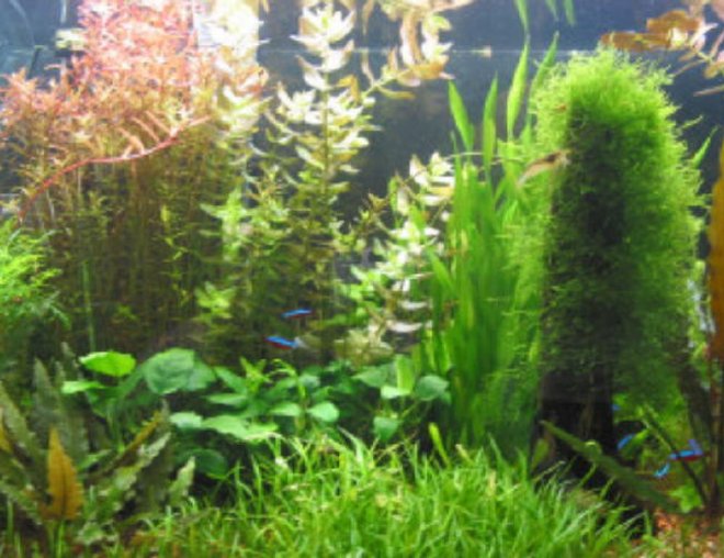 40 gallons planted tank (mostly live plants and fish) - My first planted tank attempt.