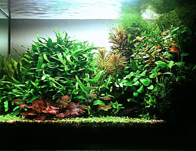 planted tank (mostly live plants and fish) - Aquarium Size: 60cm x 30cm x 45cm
Substrate: 3inch lonestar
Filtration: Internal power filter
Lighting: 72 Watts, 10 hours
CO2 system: 3 bubbles per second

Plants:
Anubias barteri var. nana, Echinodorus 'Ozelot', Elatine trianda, Ludwigia Cuba sp., Glossostigma elatinoides, Ludwigia repens, Microsorum pteropus, Microsorum pteropus 'Windelv', Nymphaea zenkeri 'Red', Vesicularia dubyana.

Fish:
Apistogramma trifasciata, Petitella georgiae, Nannostomus marginatus, Golden Sunrise Mickey Platies, Otocinclus.

Invertebrates:
Malayan shrimps, Caridinia japonica