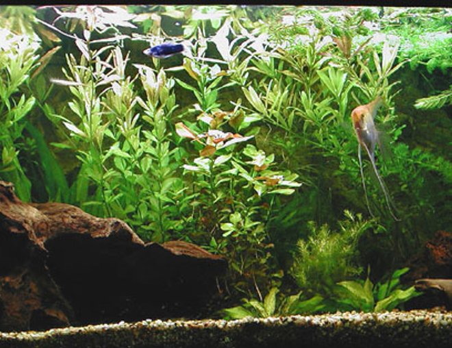 planted tank (mostly live plants and fish) - only 2 months in aqualand