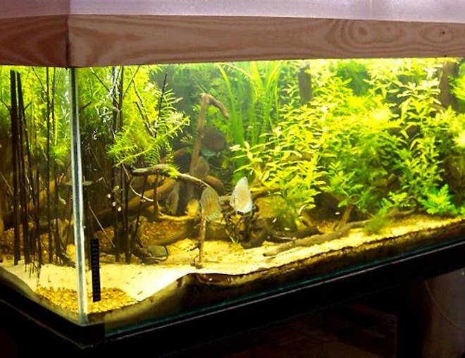 planted tank (mostly live plants and fish) - 800 lts (170 x 80 x 60)