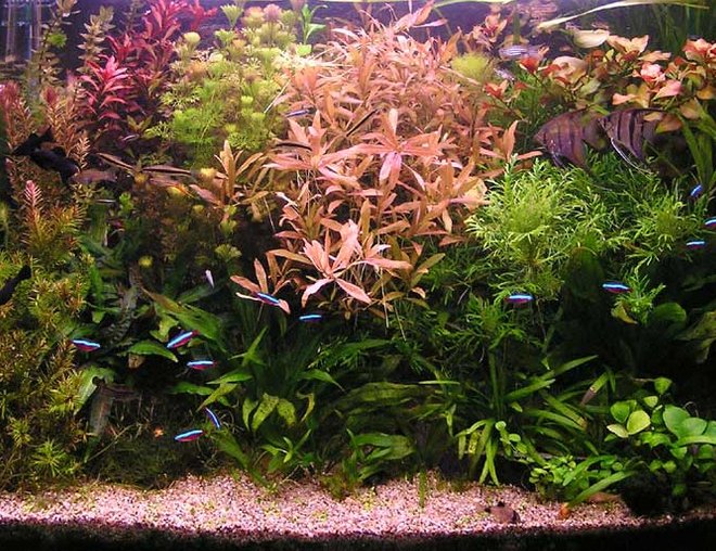 planted tank (mostly live plants and fish)
