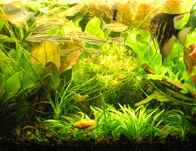 planted tank (mostly live plants and fish)