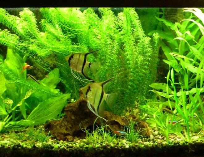 planted tank (mostly live plants and fish)