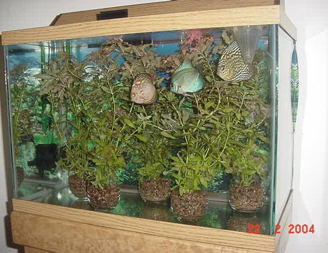 planted tank (mostly live plants and fish) - My 20 gls Bare Bottom potted planted Discus Tank. I've had it set up like this for about five to six weeks.
