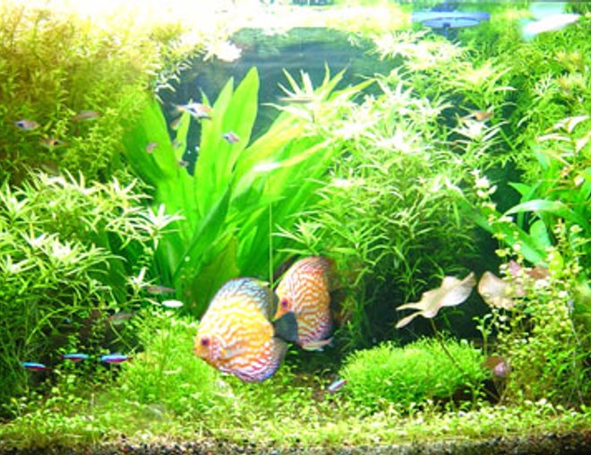 planted tank (mostly live plants and fish)